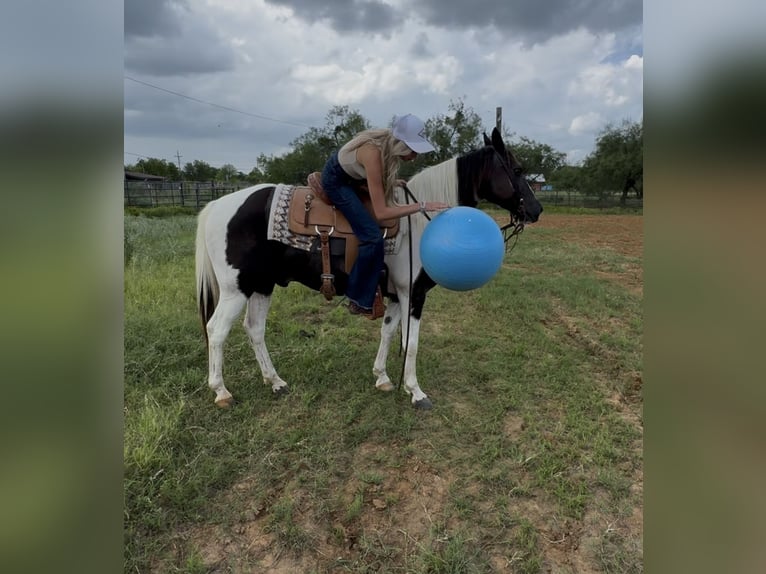 American Paint Horse Caballo castrado 13 años 147 cm Pío in Springtown