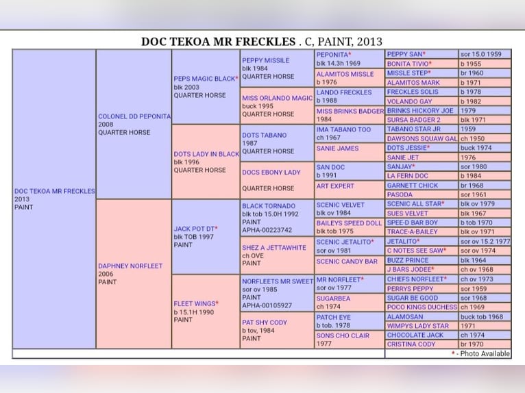 American Paint Horse Caballo castrado 13 años 150 cm Overo-todas las-capas in Kleinwallstadt