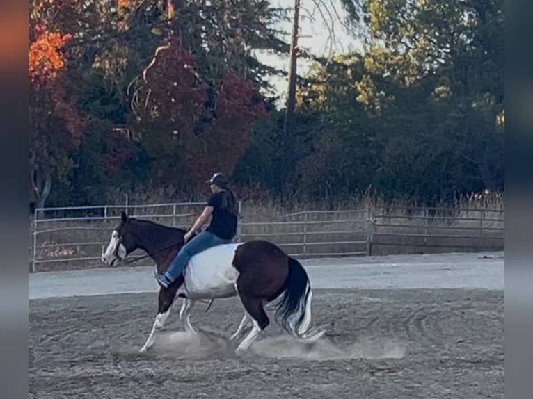 American Paint Horse Caballo castrado 13 años 152 cm Overo-todas las-capas in King City