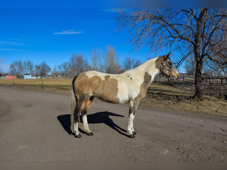 American Paint Horse Caballo castrado 13 años 152 cm Tobiano-todas las-capas in Fort Collins CO