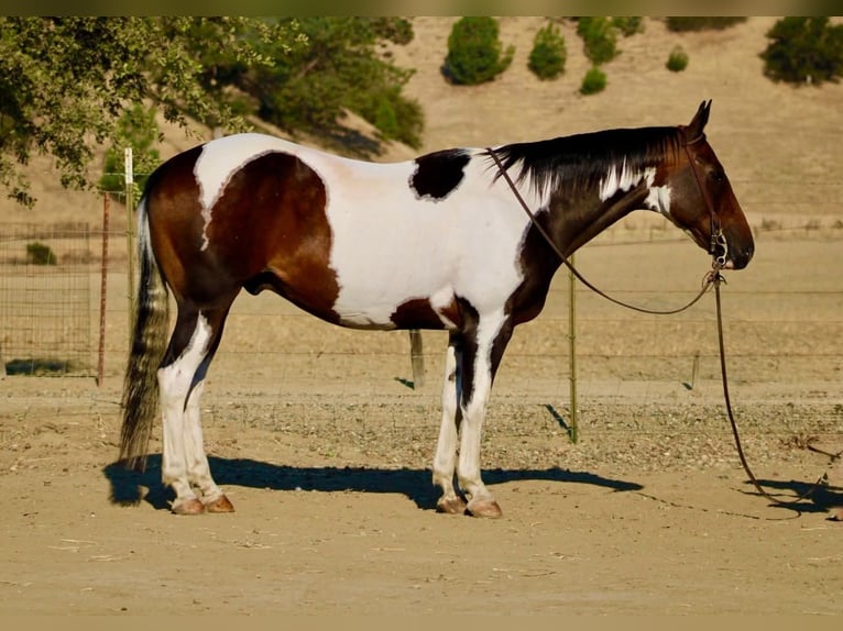 American Paint Horse Caballo castrado 13 años 152 cm Tobiano-todas las-capas in Tres Pinos