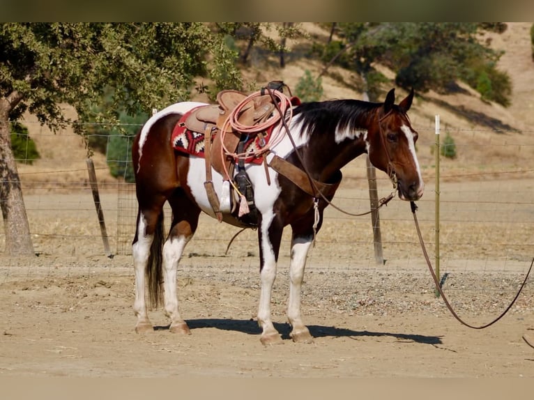 American Paint Horse Caballo castrado 13 años 152 cm Tobiano-todas las-capas in Tres Pinos