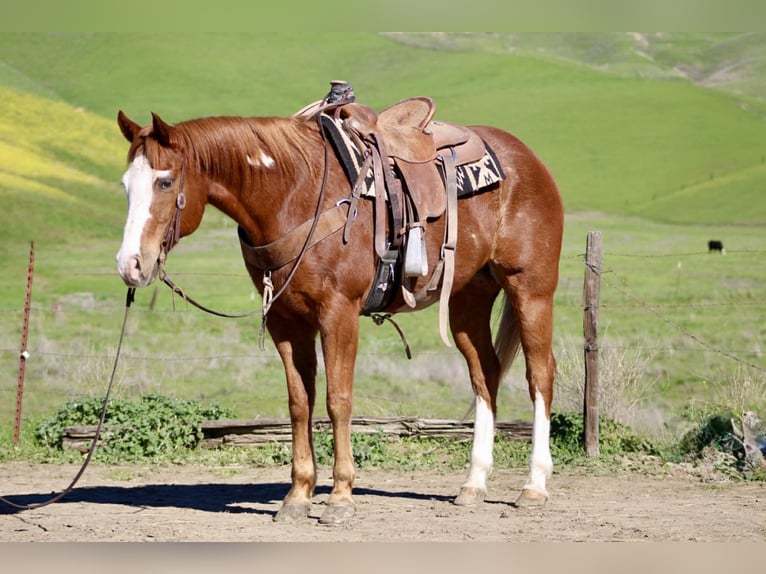 American Paint Horse Caballo castrado 13 años 155 cm Alazán rojizo in Paicines CA