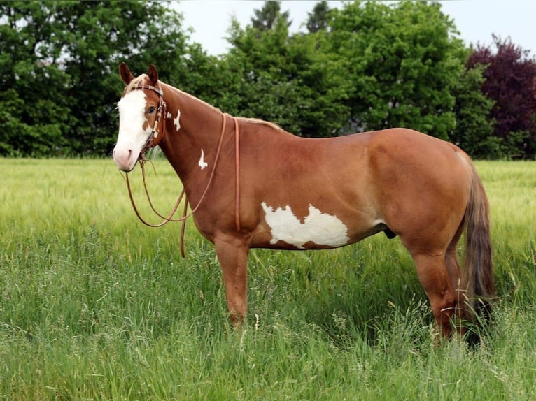 American Paint Horse Caballo castrado 13 años 156 cm Pío in Grethem