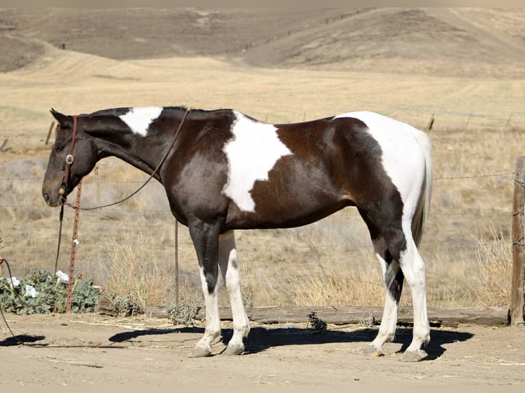American Paint Horse Caballo castrado 13 años 157 cm Tobiano-todas las-capas in Bitterwater CA
