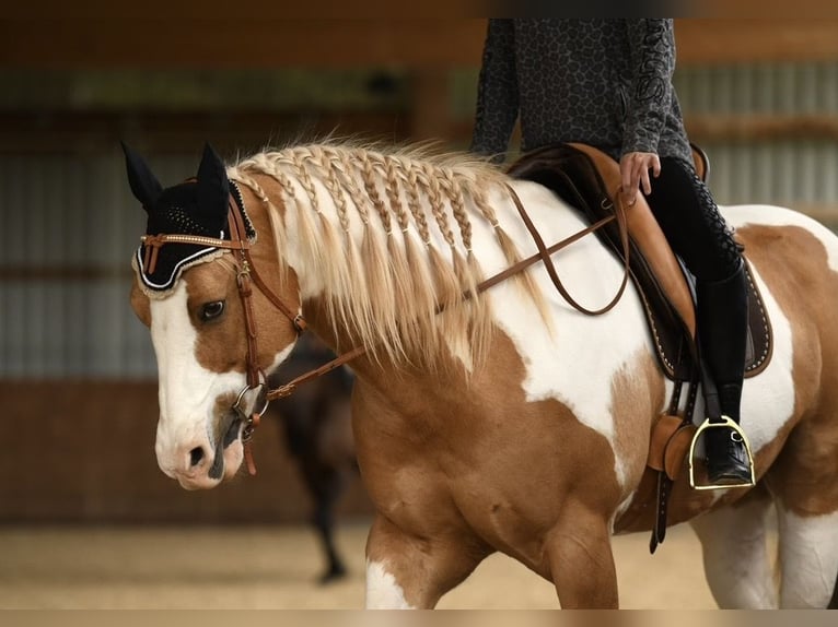 American Paint Horse Caballo castrado 13 años 162 cm Pío in Steinen