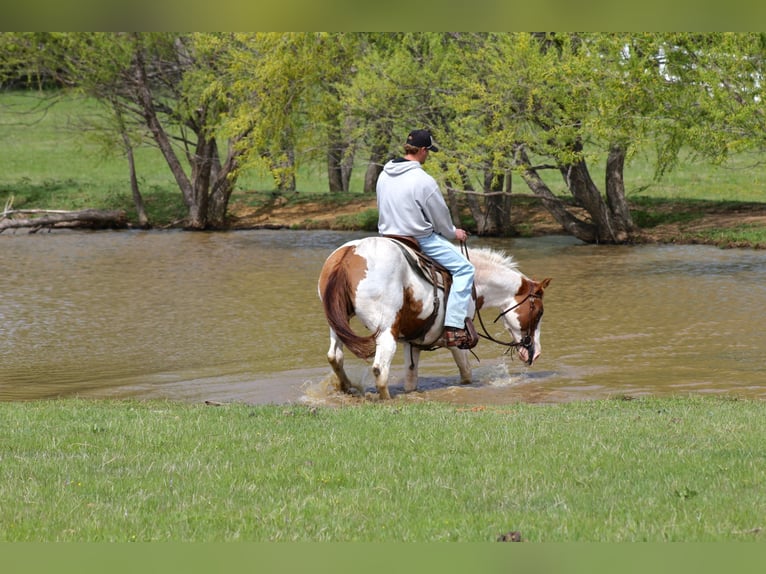 American Paint Horse Caballo castrado 13 años 163 cm Tobiano-todas las-capas in Mckinney