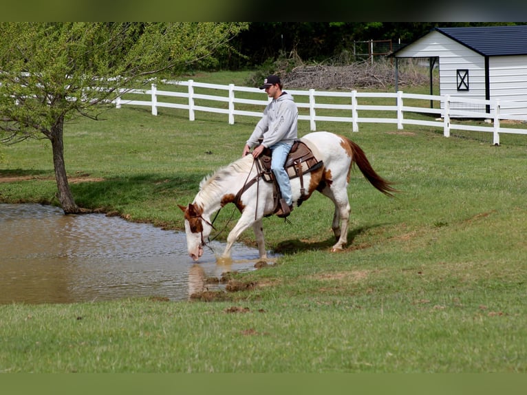 American Paint Horse Caballo castrado 13 años 163 cm Tobiano-todas las-capas in Mckinney