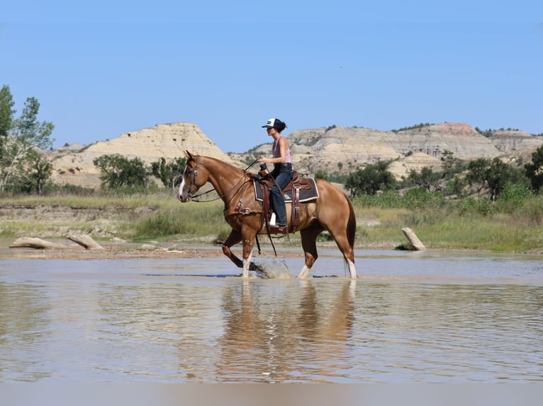 American Paint Horse Caballo castrado 13 años Alazán rojizo in Ripley