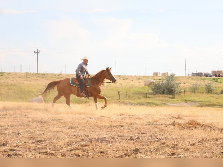 American Paint Horse Caballo castrado 13 años Alazán rojizo in Ripley