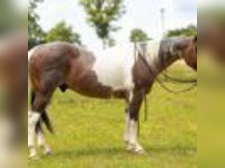 American Paint Horse Caballo castrado 14 años 147 cm Tobiano-todas las-capas in Quitman AR