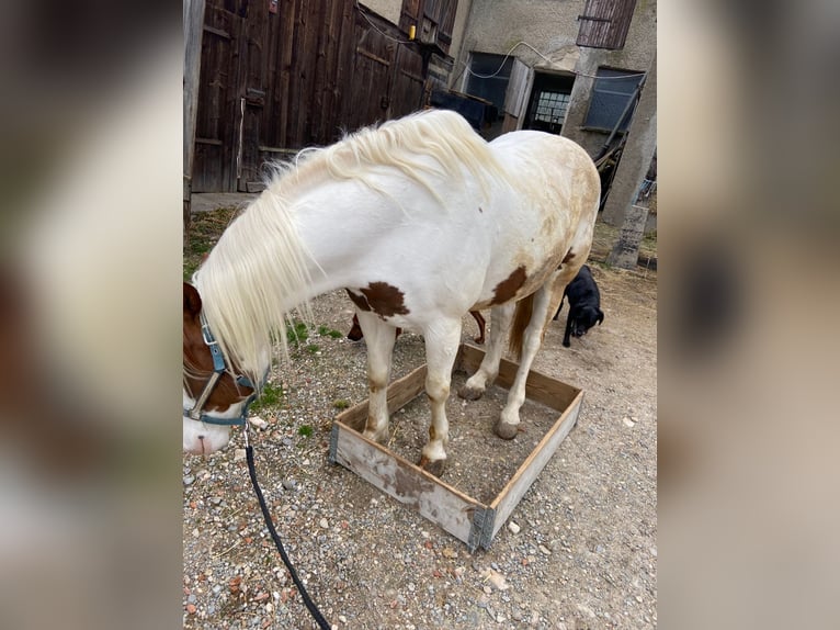 American Paint Horse Mestizo Caballo castrado 14 años 149 cm Pío in Mengen