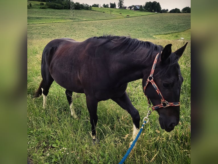 American Paint Horse Caballo castrado 14 años 150 cm Negro in Iserlohn