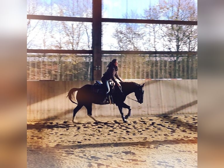 American Paint Horse Caballo castrado 14 años 150 cm Negro in Iserlohn