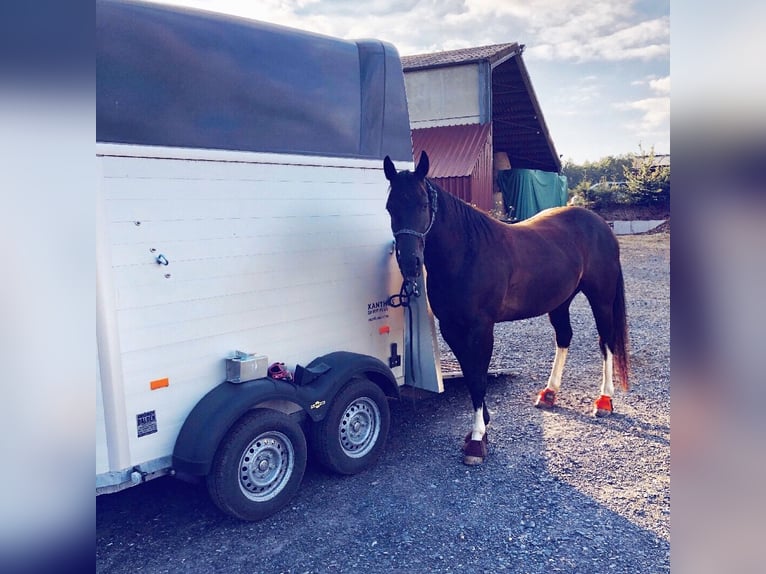 American Paint Horse Caballo castrado 14 años 150 cm Negro in Iserlohn
