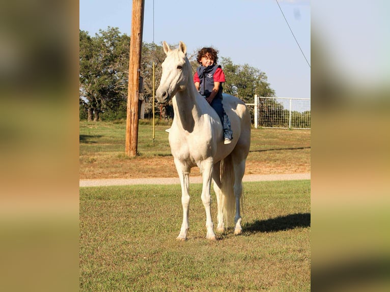 American Paint Horse Caballo castrado 14 años 150 cm Tobiano-todas las-capas in Stephenville tX