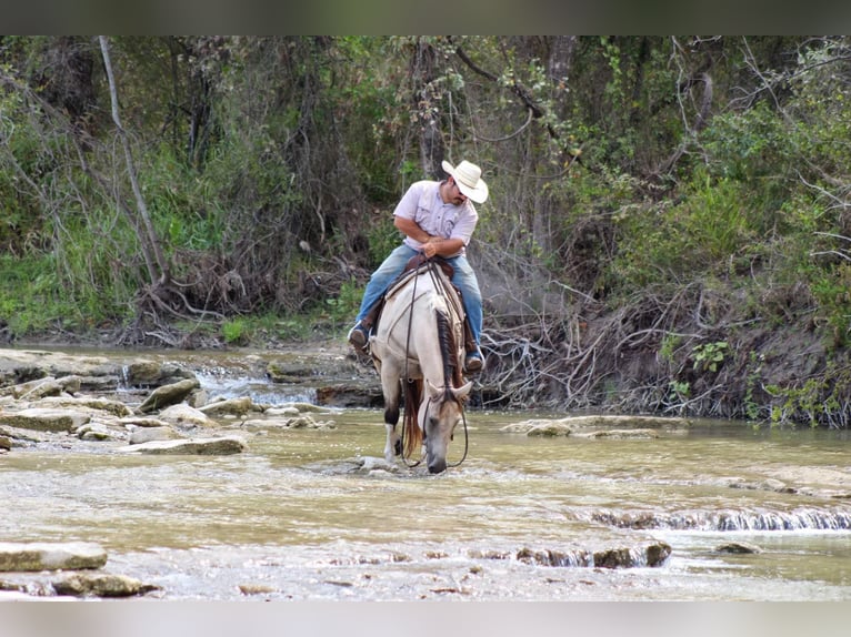 American Paint Horse Caballo castrado 14 años 152 cm Buckskin/Bayo in Stephenville TX