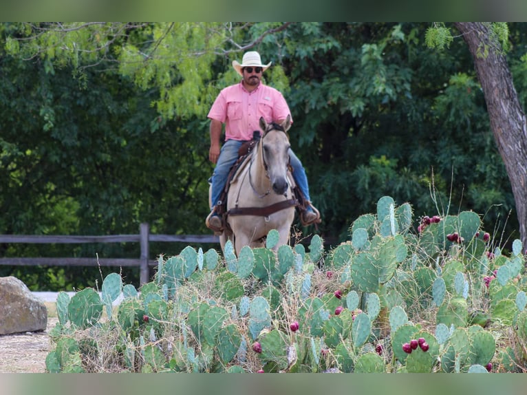 American Paint Horse Caballo castrado 14 años 152 cm Buckskin/Bayo in Stephenville TX