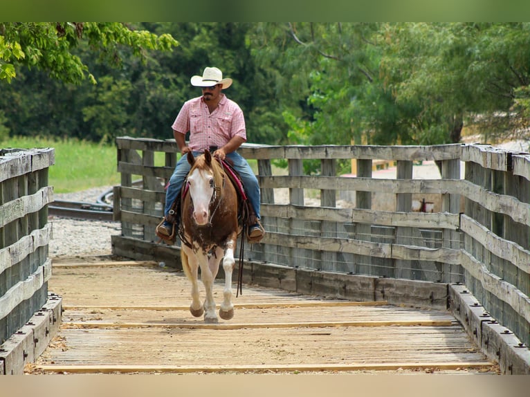 American Paint Horse Caballo castrado 14 años 152 cm Overo-todas las-capas in Stephenville tx