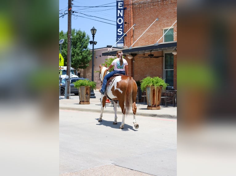 American Paint Horse Caballo castrado 14 años 152 cm Pío in Terrell