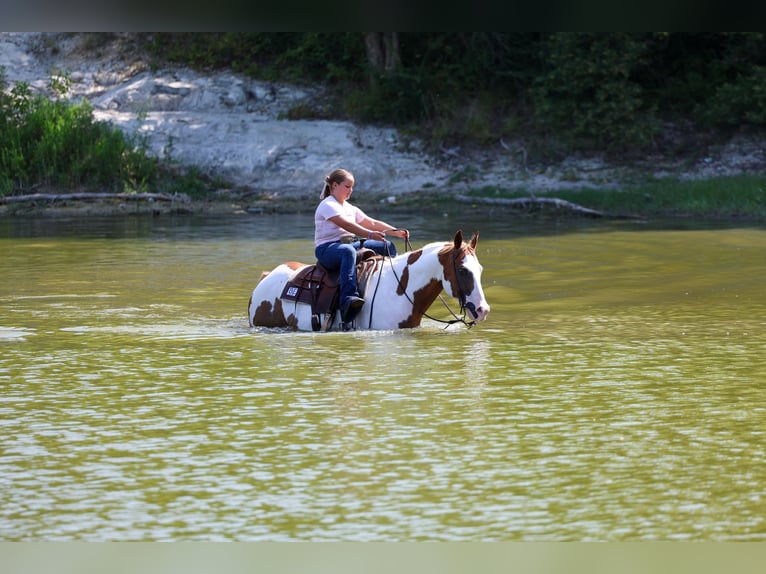 American Paint Horse Caballo castrado 14 años 152 cm Pío in Terrell