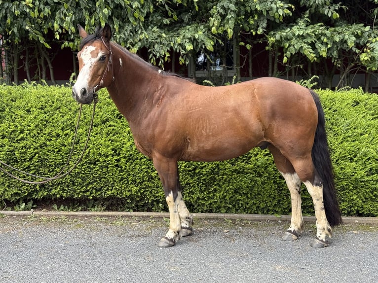 American Paint Horse Caballo castrado 14 años 152 cm Tobiano-todas las-capas in Hennef