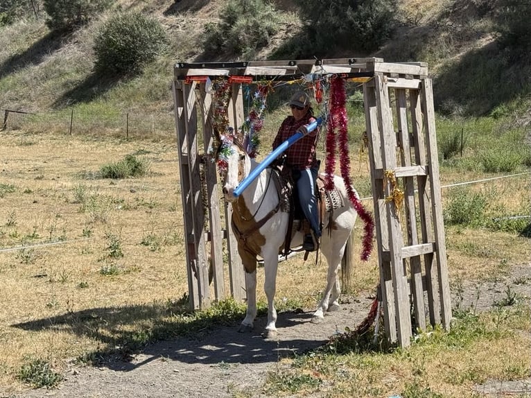 American Paint Horse Caballo castrado 14 años 155 cm Buckskin/Bayo in Paicines CA