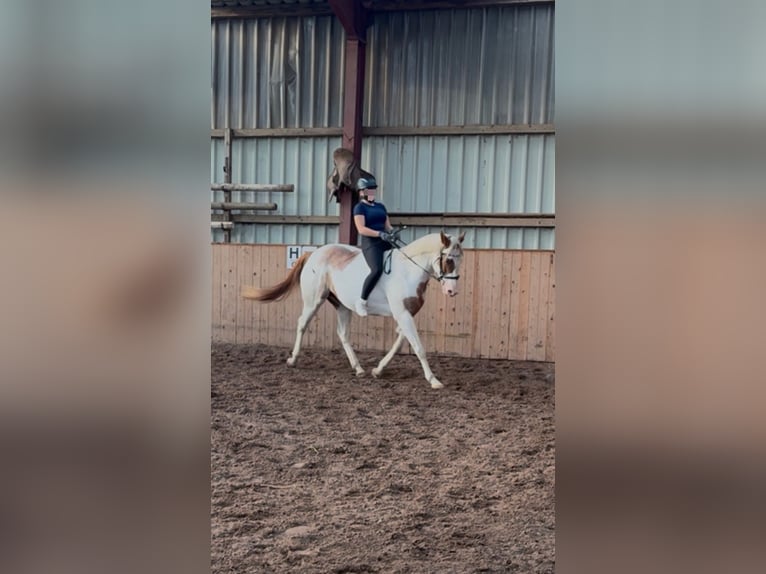 American Paint Horse Caballo castrado 14 años 157 cm Pío in Leer (Ostfriesland)