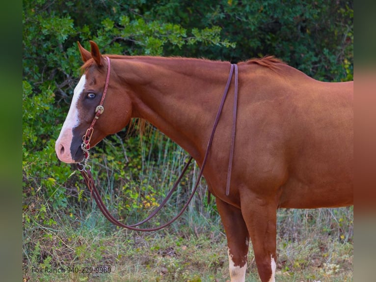 American Paint Horse Caballo castrado 14 años 163 cm Alazán-tostado in Stephenville TX
