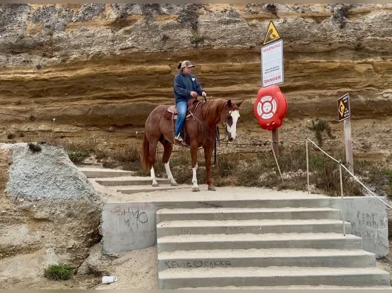 American Paint Horse Caballo castrado 14 años 163 cm Rabicano in King City