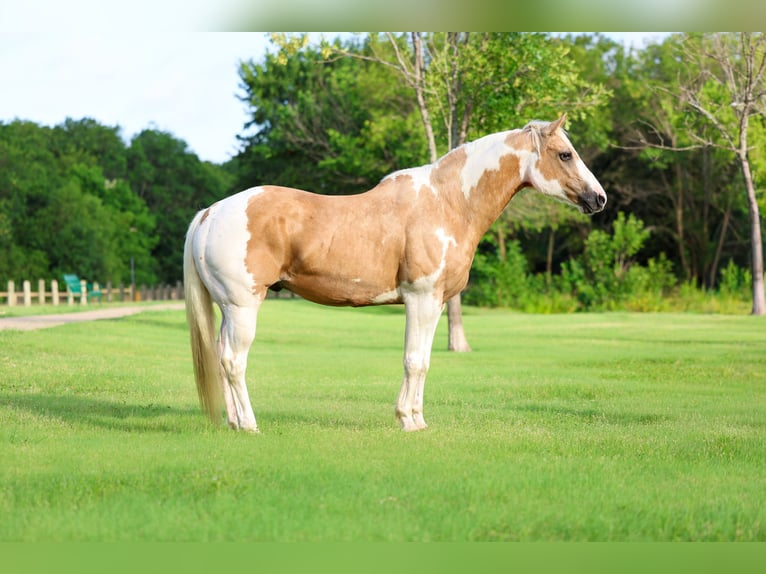 American Paint Horse Caballo castrado 14 años Pío in Forney