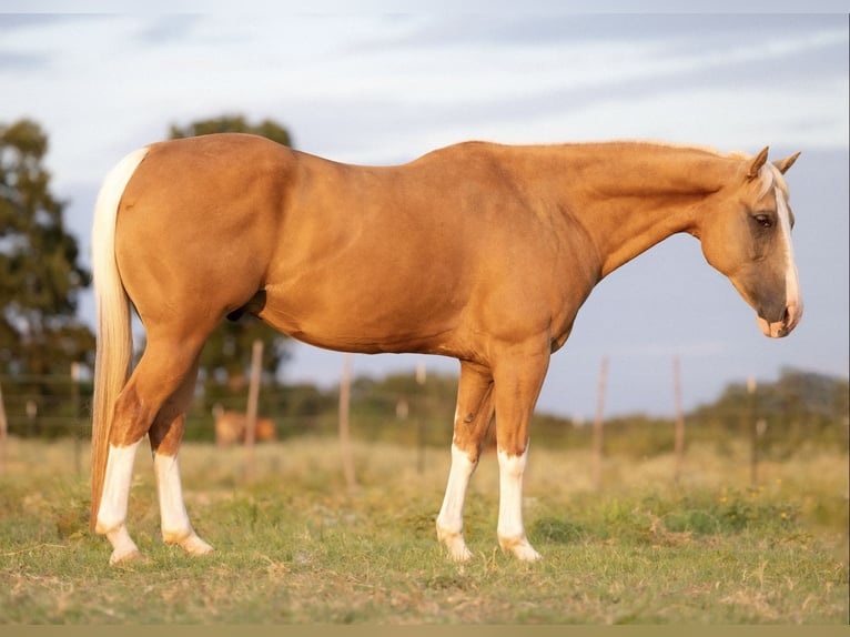 American Paint Horse Caballo castrado 15 años 150 cm Palomino in Cisco, TX