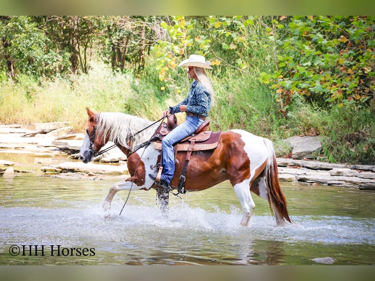 American Paint Horse Caballo castrado 15 años 150 cm Tobiano-todas las-capas in Flemingsburg KY
