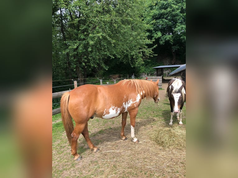 American Paint Horse Caballo castrado 15 años 154 cm Overo-todas las-capas in Morbach