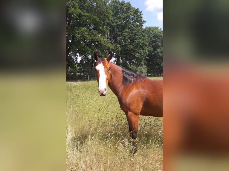 American Paint Horse Caballo castrado 15 años 160 cm Castaño in Wettmar