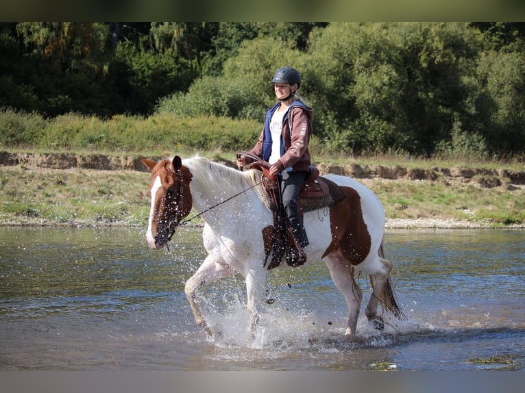 American Paint Horse Caballo castrado 15 años 160 cm Tobiano-todas las-capas in Reutlingen