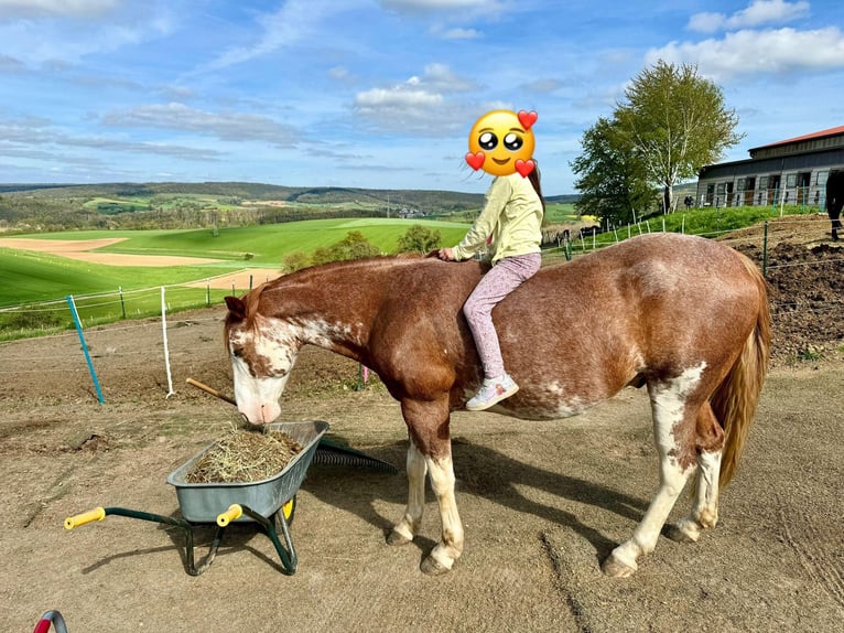 American Paint Horse Caballo castrado 16 años 147 cm Overo-todas las-capas in Otzberg