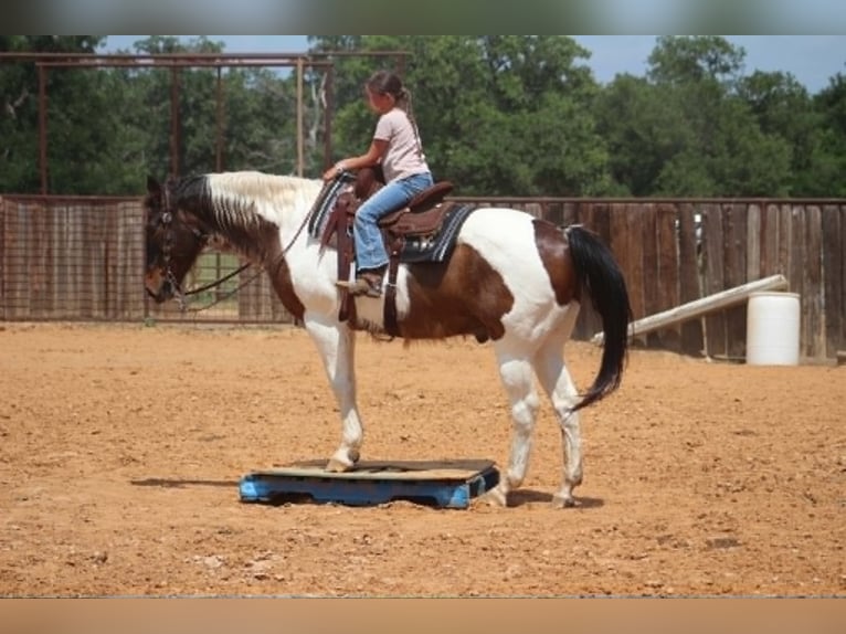 American Paint Horse Caballo castrado 16 años 163 cm Tobiano-todas las-capas in Poolville
