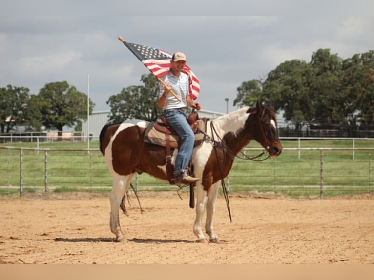 American Paint Horse Caballo castrado 16 años 163 cm Tobiano-todas las-capas in Poolville
