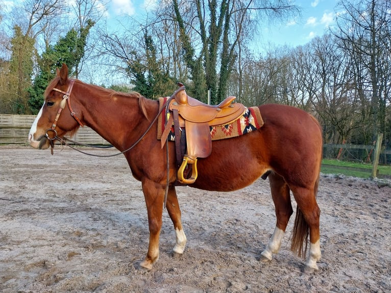 American Paint Horse Caballo castrado 17 años 150 cm Alazán in Wegberg