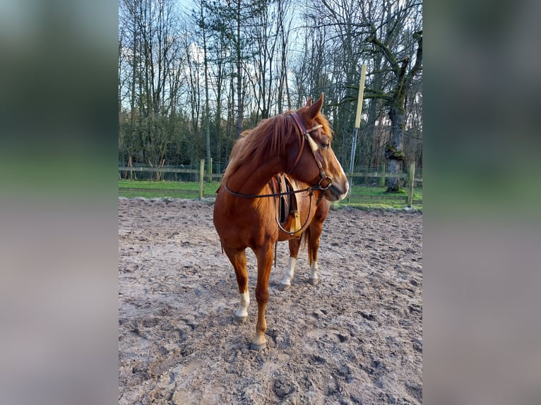 American Paint Horse Caballo castrado 17 años 150 cm Alazán in Wegberg