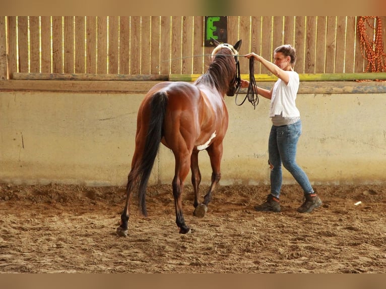 American Paint Horse Caballo castrado 18 años 142 cm Overo-todas las-capas in Freiamt