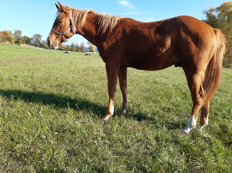 American Paint Horse Caballo castrado 1 año 150 cm Alazán in Erbendorf