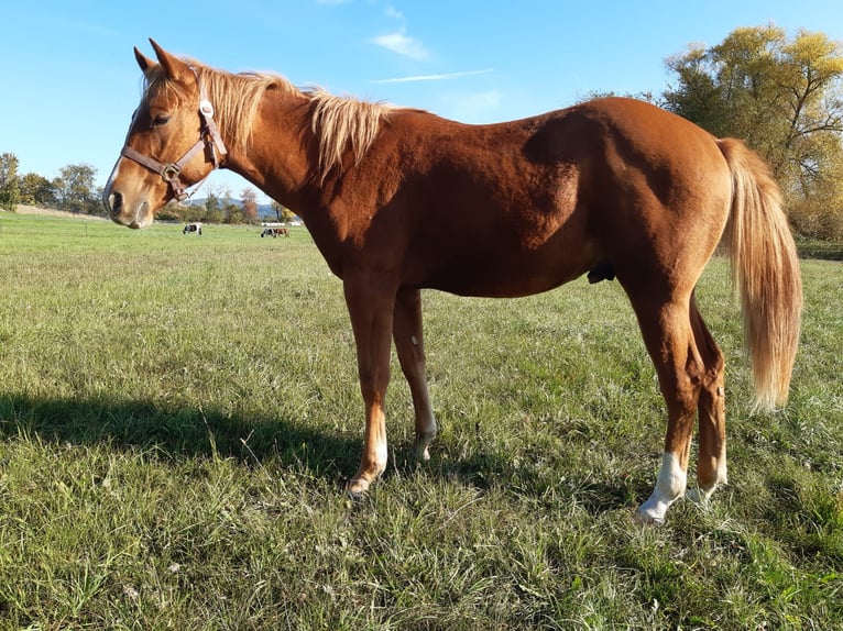 American Paint Horse Caballo castrado 1 año 150 cm Alazán in Erbendorf