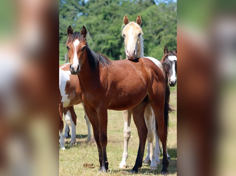 American Paint Horse Caballo castrado 1 año 155 cm Castaño in Hellenthal