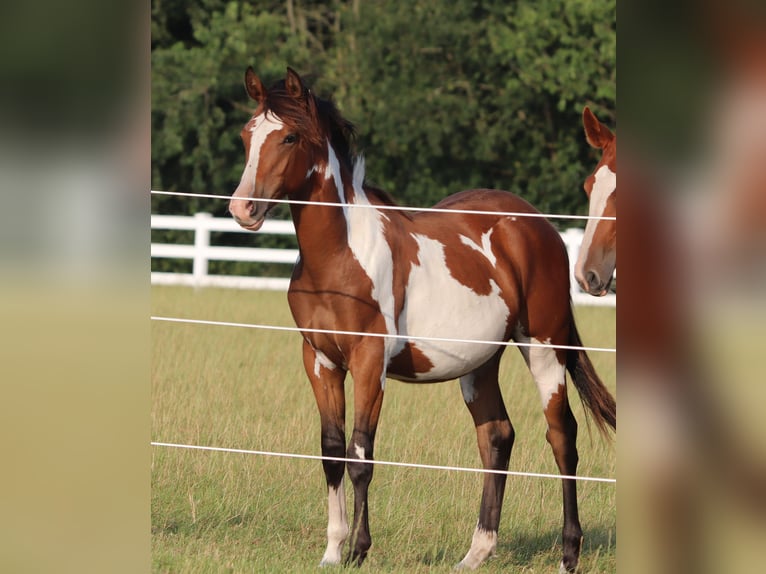American Paint Horse Mestizo Caballo castrado 1 año 155 cm Tobiano-todas las-capas in Oberhausen