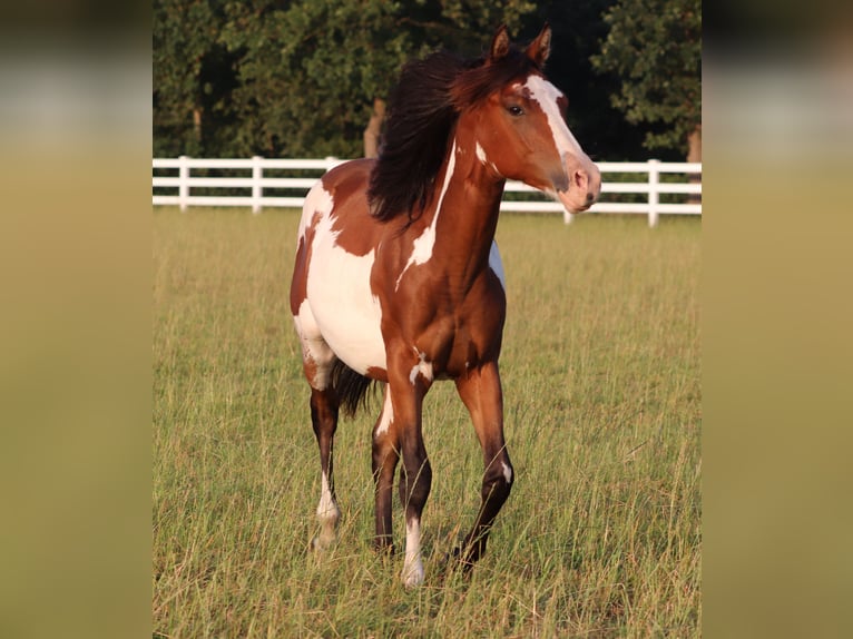 American Paint Horse Mestizo Caballo castrado 1 año 155 cm Tobiano-todas las-capas in Oberhausen