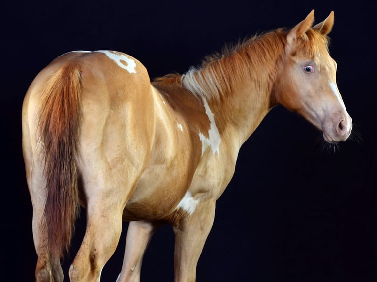 American Paint Horse Caballo castrado 1 año 156 cm Pío in Schwindegg