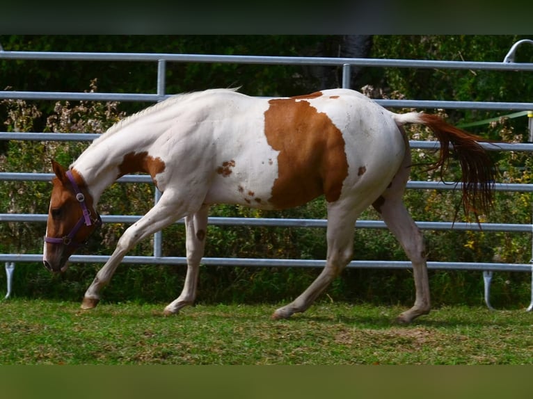 American Paint Horse Caballo castrado 1 año 158 cm Tobiano-todas las-capas in Obertaufkirchen