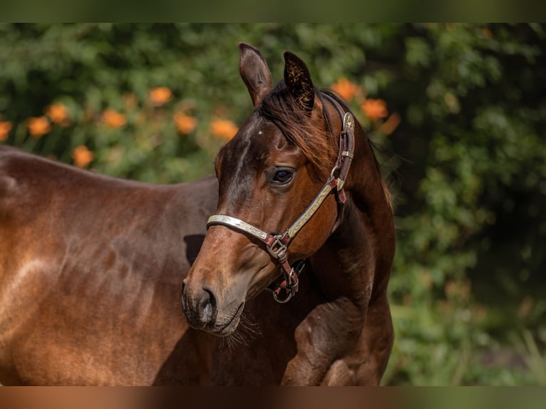American Paint Horse Caballo castrado 1 año 160 cm Castaño oscuro in Zákupy